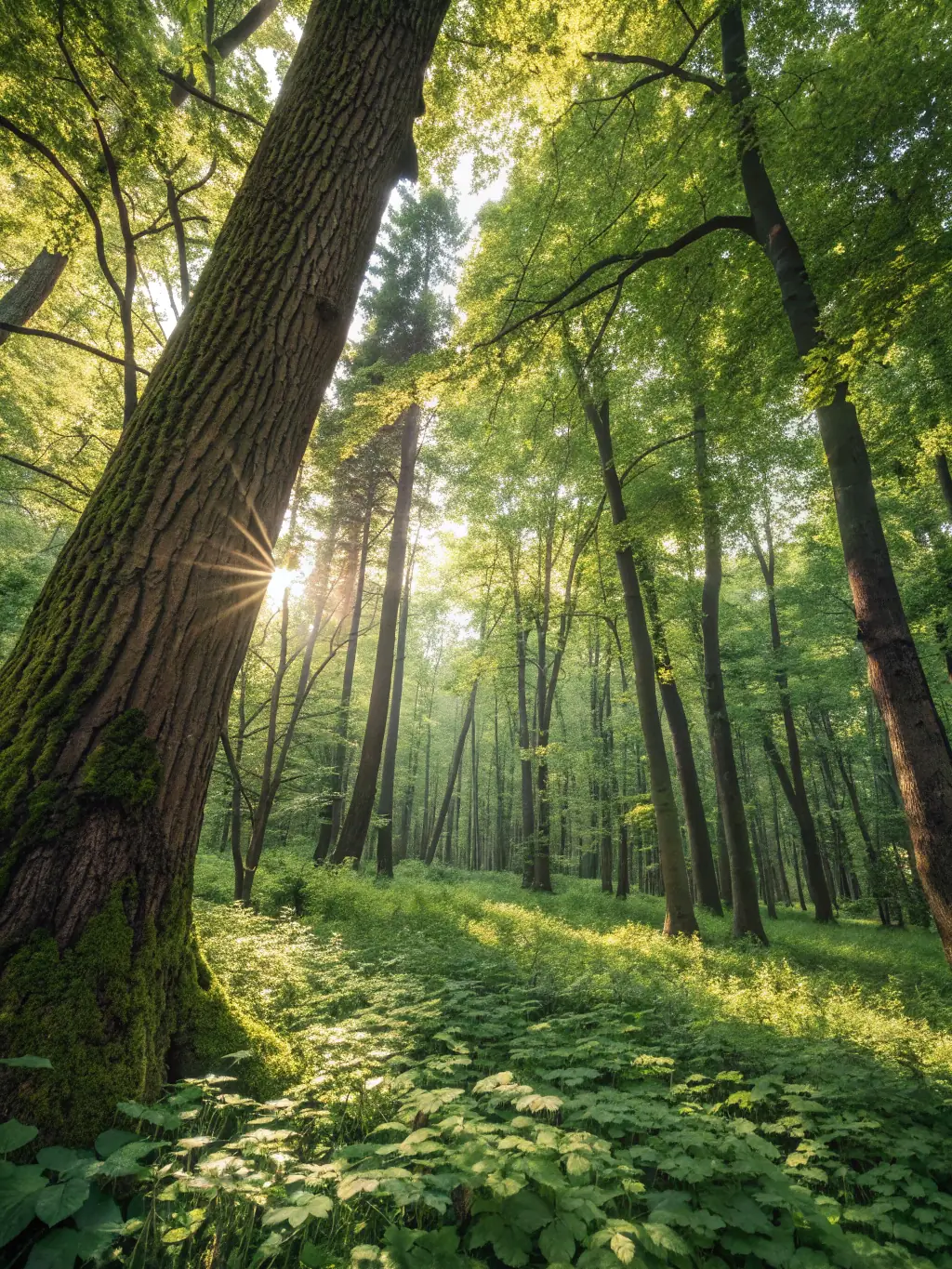 A lush green forest with sunlight filtering through the leaves, symbolizing sustainable growth and environmental responsibility.